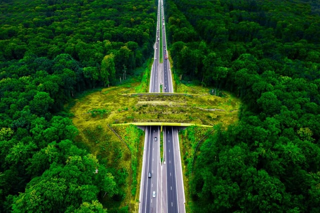 highway photo with a natural bridge running across it 